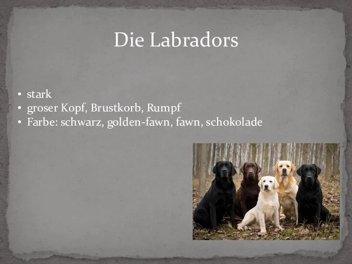 Die Labradors stark groser Kopf, Brustkorb, Rumpf Farbe: schwarz, golden-fawn, fawn, schokolade