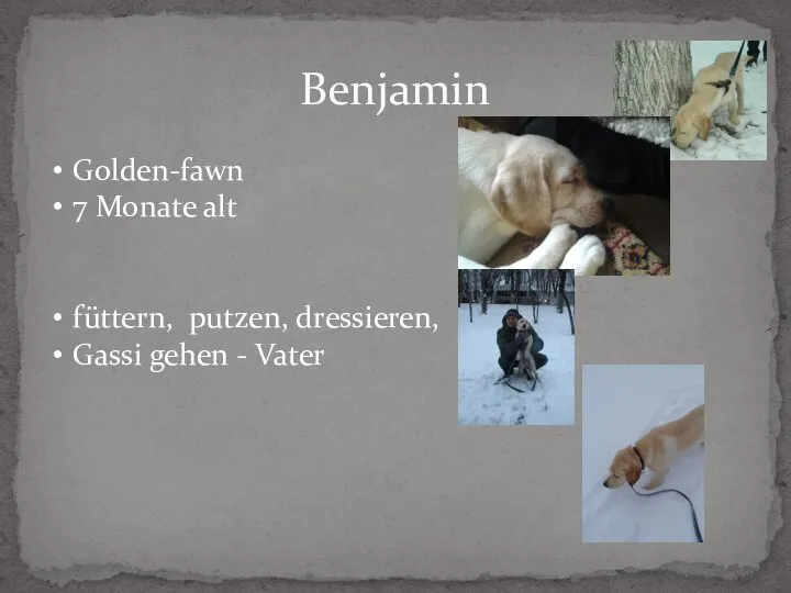 Benjamin Golden-fawn 7 Monate alt füttern, putzen, dressieren, Gassi gehen - Vater