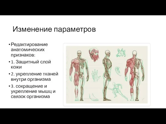 Изменение параметров Редактирование анатомических признаков: 1. Защитный слой кожи 2. укрепление тканей