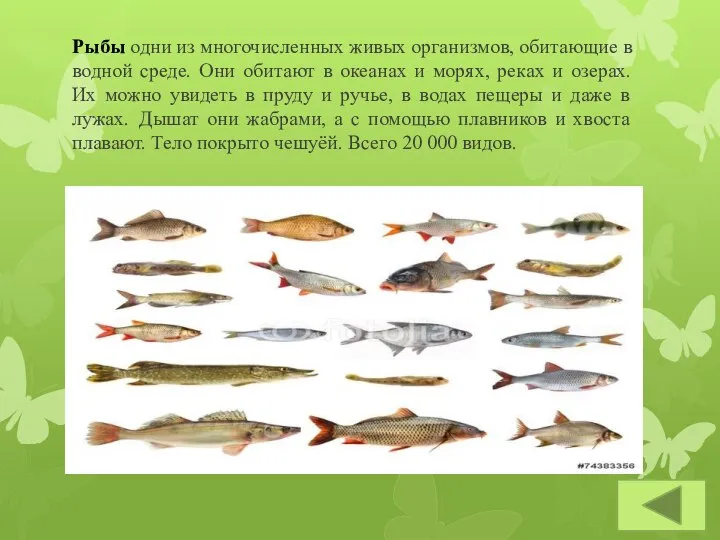 Рыбы одни из многочисленных живых организмов, обитающие в водной среде. Они обитают