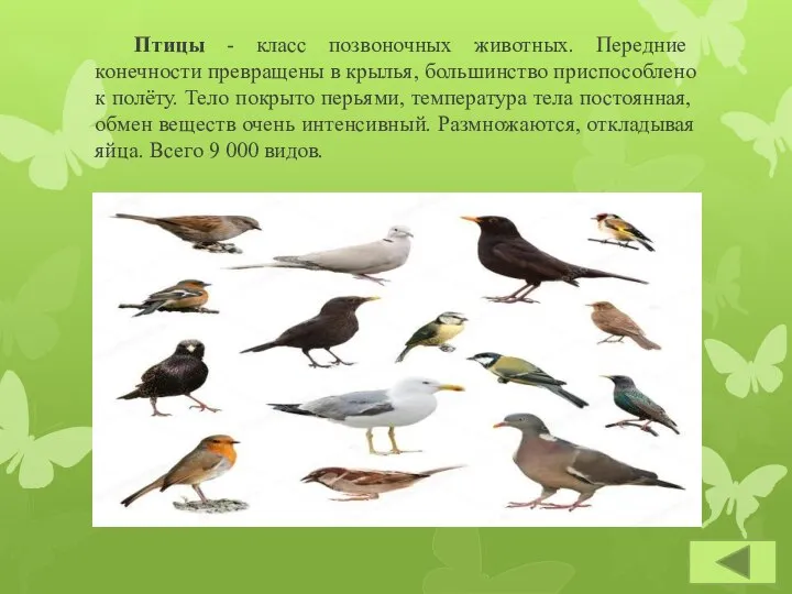 Птицы - класс позвоночных животных. Передние конечности превращены в крылья, большинство приспособлено