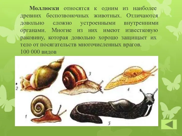 Моллюски относятся к одним из наиболее древних беспозвоночных животных. Отличаются довольно сложно