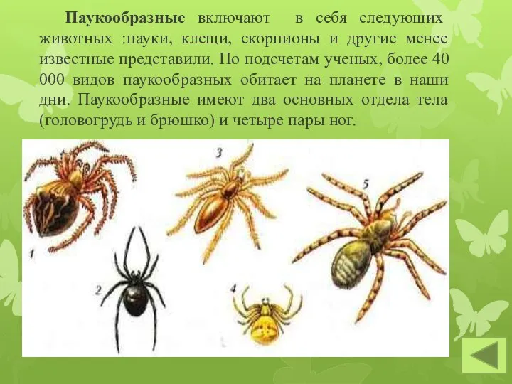 Паукообразные включают в себя следующих животных :пауки, клещи, скорпионы и другие менее
