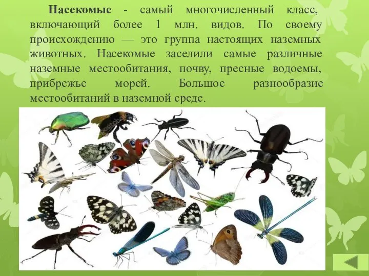 Насекомые - самый многочисленный класс, включающий более 1 млн. видов. По своему