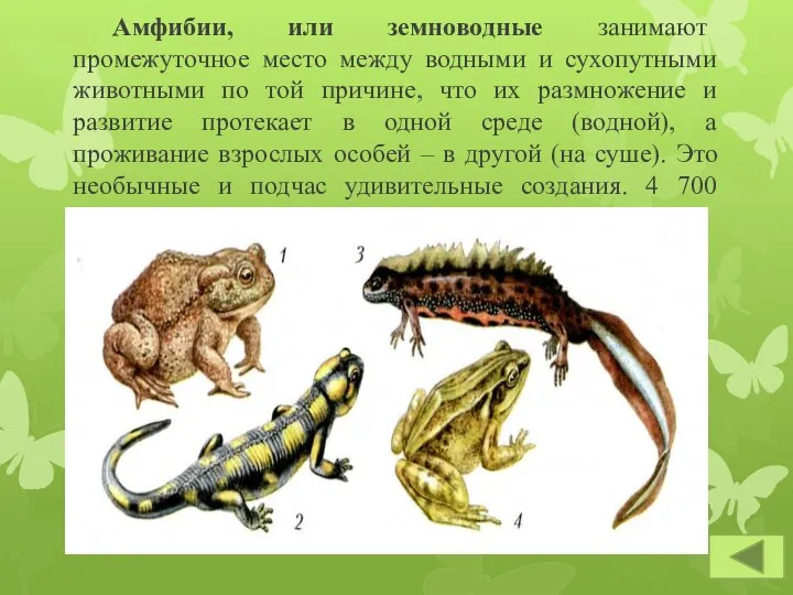 Амфибии, или земноводные занимают промежуточное место между водными и сухопутными животными по