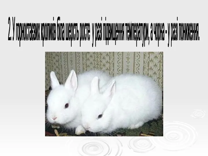 2. У горностаєвих кроликів біла шерсть росте у разі підвищення температури, а