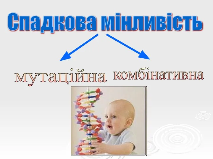 Спадкова мінливість мутаційна комбінативна