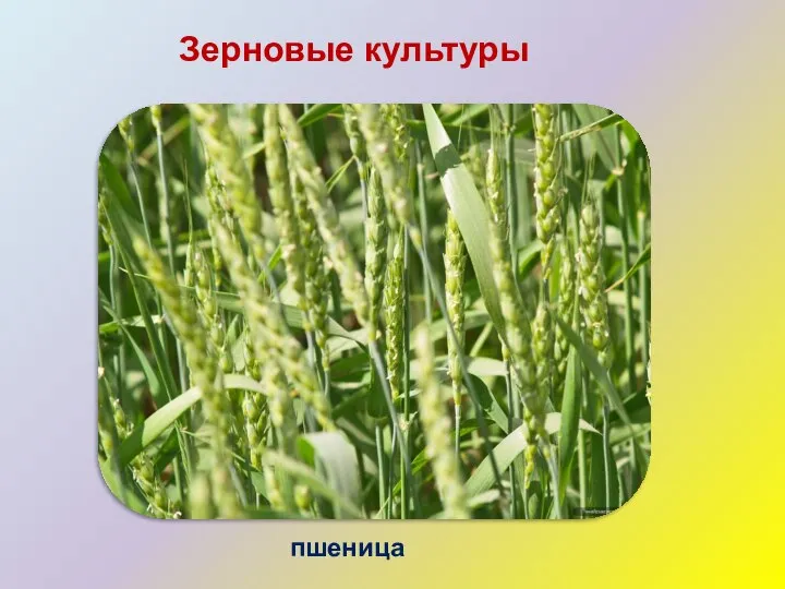 Зерновые культуры пшеница