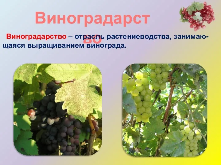 Виноградарство Виноградарство – отрасль растениеводства, занимаю-щаяся выращиванием винограда.