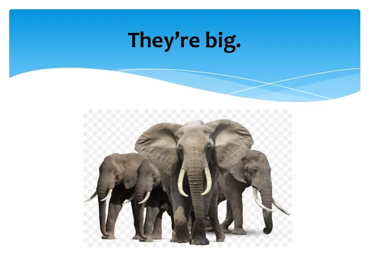 They’re big.