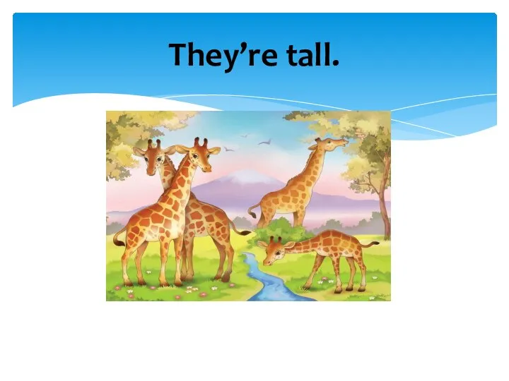 They’re tall.