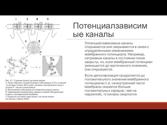 Потенциалзависимые каналы Потенциалзависимые каналы открываются или закрываются в связи с определёнными изменениями