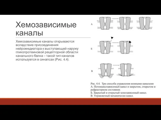 Хемозависимые каналы Хемозависимые каналы открываются вследствие присоединения нейромедиатора к выступающей наружу гликопротеиновой