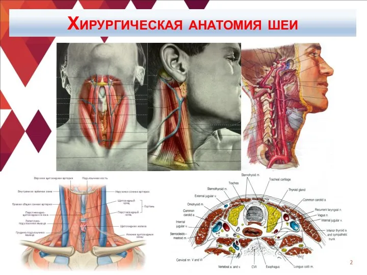 Хирургическая анатомия шеи