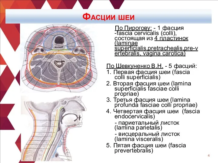 Фасции шеи По Пирогову: - 1 фасция -fascia cervicalis (colli),состоящая из 4