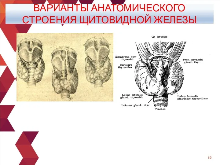 ВАРИАНТЫ АНАТОМИЧЕСКОГО СТРОЕНИЯ ЩИТОВИДНОЙ ЖЕЛЕЗЫ