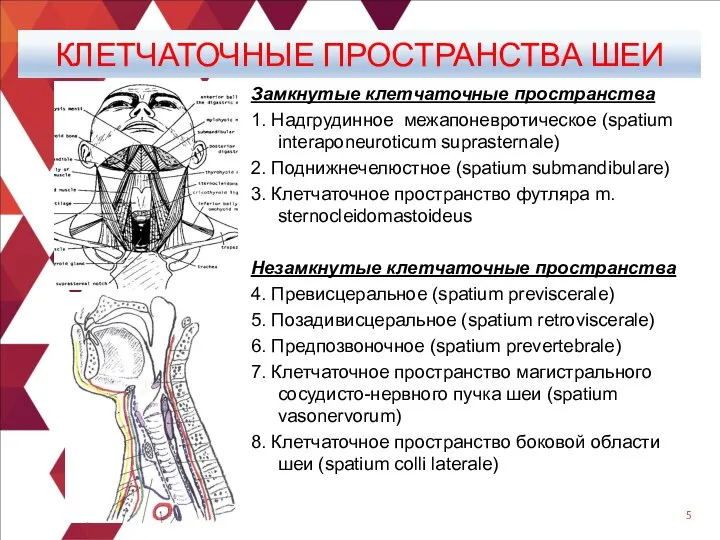 КЛЕТЧАТОЧНЫЕ ПРОСТРАНСТВА ШЕИ Замкнутые клетчаточные пространства 1. Надгрудинное межапоневротическое (spatium interaponeuroticum suprasternale)