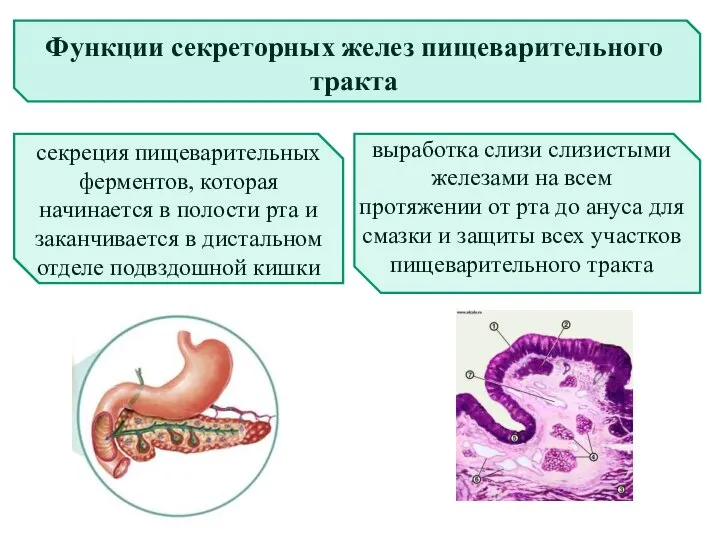 Функции секреторных желез пищеварительного тракта секреция пищеварительных ферментов, которая начинается в полости