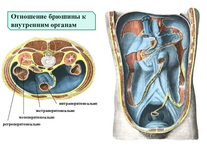 Отношение брюшины к внутренним органам интраперитонеально мезоперитонеально экстраперитонеально ретроперитонеально