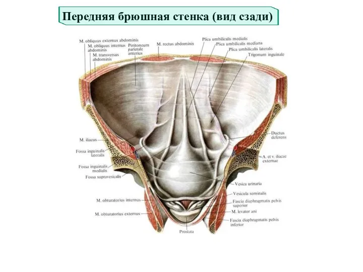 Передняя брюшная стенка (вид сзади)