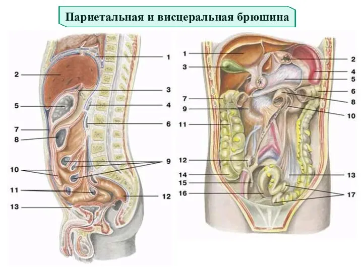 Париетальная и висцеральная брюшина