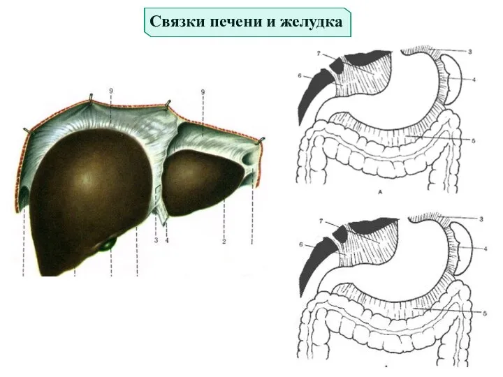 Связки печени и желудка