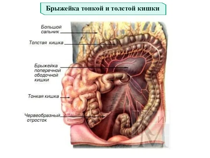 Брыжейка тонкой и толстой кишки