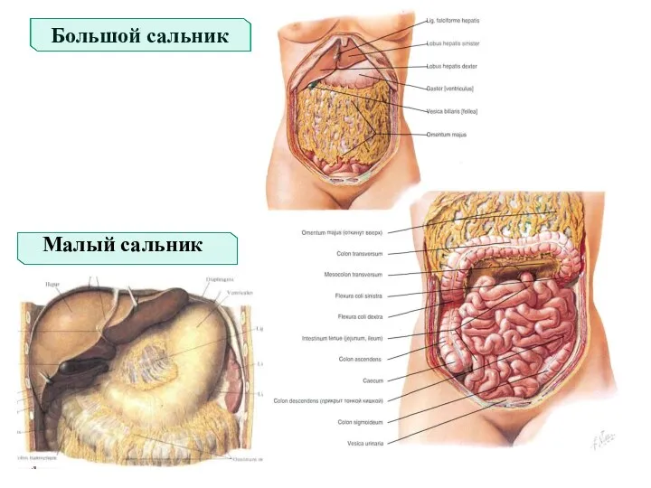Большой сальник Малый сальник