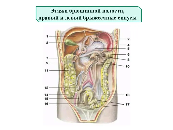 Этажи брюшинной полости, правый и левый брыжеечные синусы