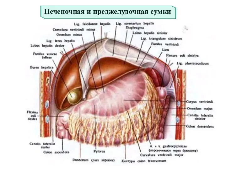 Печеночная и преджелудочная сумки