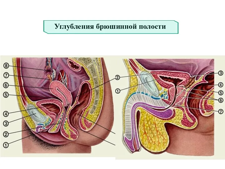 Углубления брюшинной полости