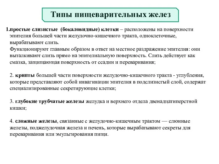 Типы пищеварительных желез простые слизистые (бокаловидные) клетки – расположены на поверхности эпителия