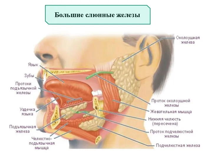 Большие слюнные железы