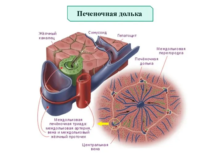 Печеночная долька