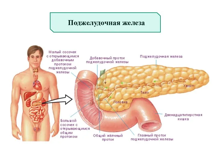 Поджелудочная железа