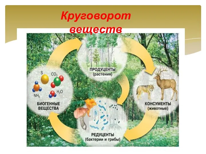 Круговорот веществ