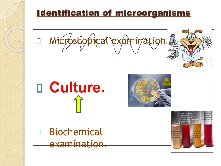 Identification of microorganisms Microscopical examination. Culture. Biochemical examination.
