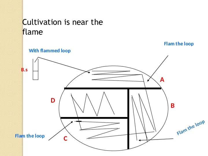 Cultivation is near the flame A B C D B.s With flammed