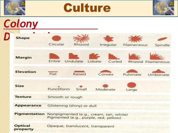 Colony Description: Culture