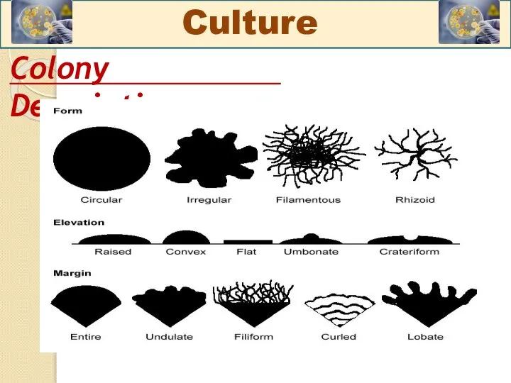 Colony Description: Culture
