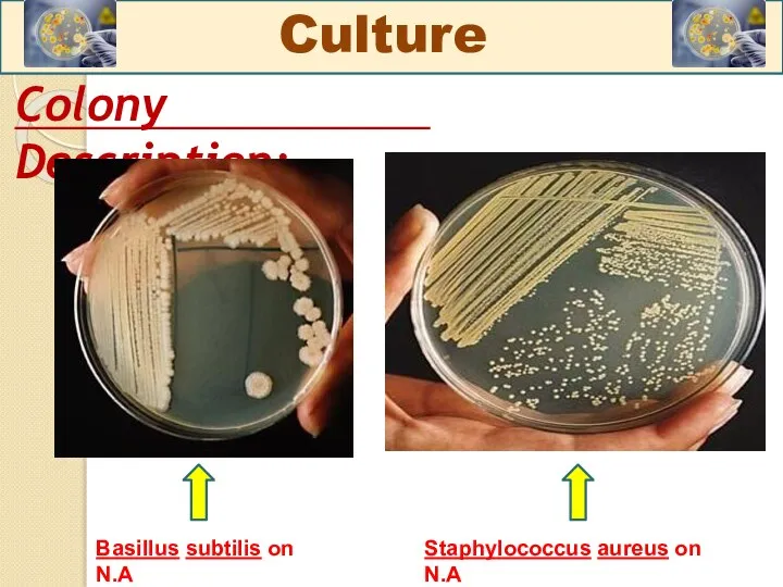 Colony Description: Culture Staphylococcus aureus on N.A Basillus subtilis on N.A
