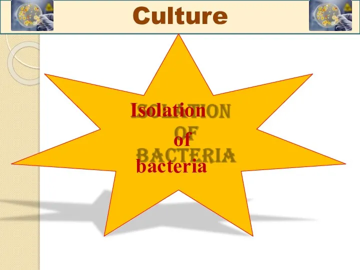 Culture Isolation of bacteria