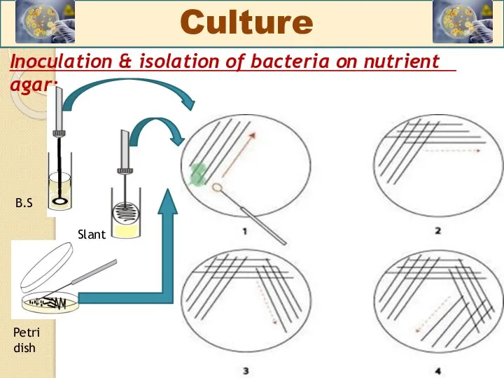Inoculation & isolation of bacteria on nutrient agar: Culture Petri dish B.S Slant