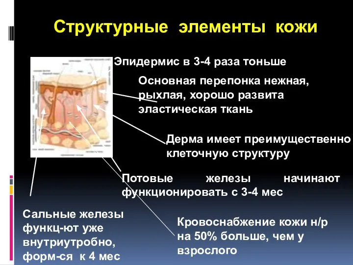 Структурные элементы кожи Эпидермис в 3-4 раза тоньше Основная перепонка нежная, рыхлая,