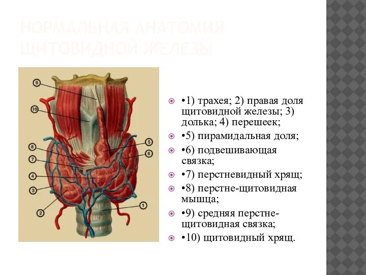 НОРМАЛЬНАЯ АНАТОМИЯ ЩИТОВИДНОЙ ЖЕЛЕЗЫ •1) трахея; 2) правая доля щитовидной железы; 3)