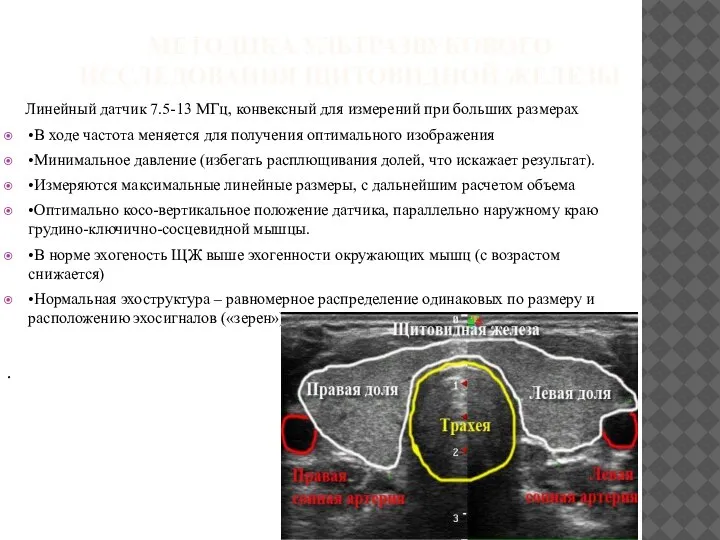 МЕТОДИКА УЛЬТРАЗВУКОВОГО ИССЛЕДОВАНИЯ ЩИТОВИДНОЙ ЖЕЛЕЗЫ Линейный датчик 7.5-13 МГц, конвексный для измерений