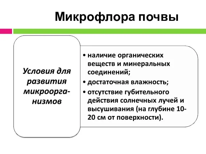 Микрофлора почвы