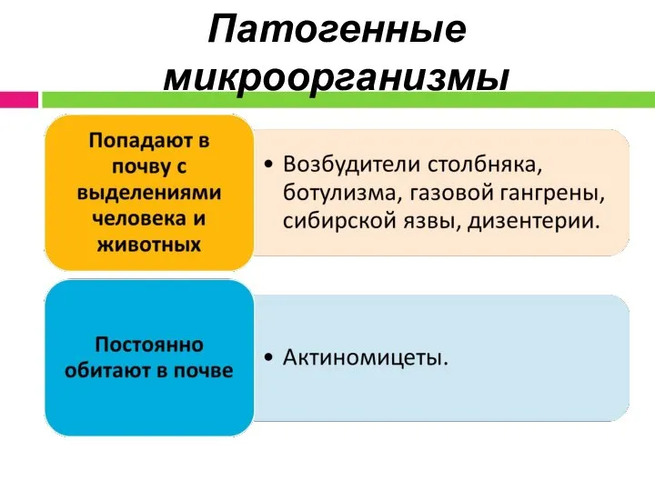 Патогенные микроорганизмы