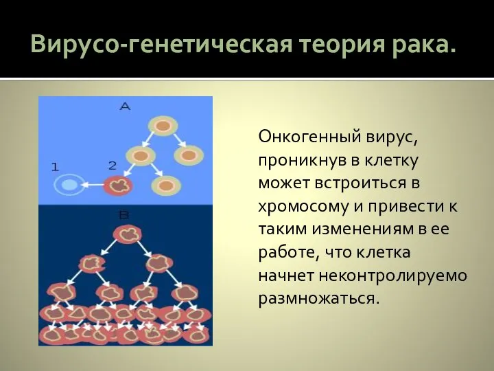 Вирусо-генетическая теория рака. Онкогенный вирус, проникнув в клетку может встроиться в хромосому