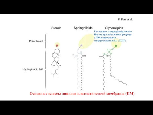 Основные классы липидов плазматической мембраны (ПМ) В основном глицерофосфолипиды. Иногда при недостатке